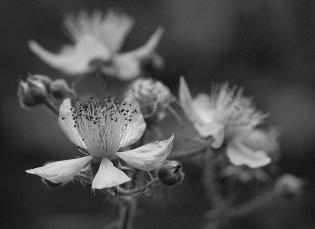 Blossom - monochrome image